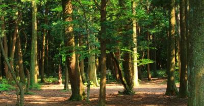 Uwagi do planu lasów można składać do 26 października